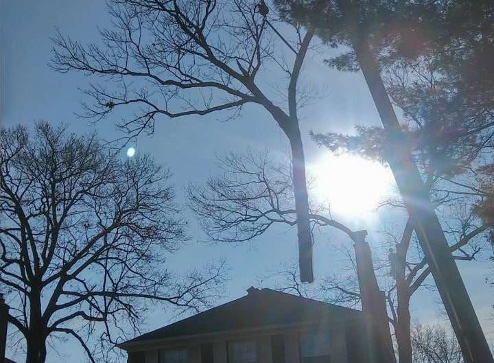 Tree Removal Service in Redding CT