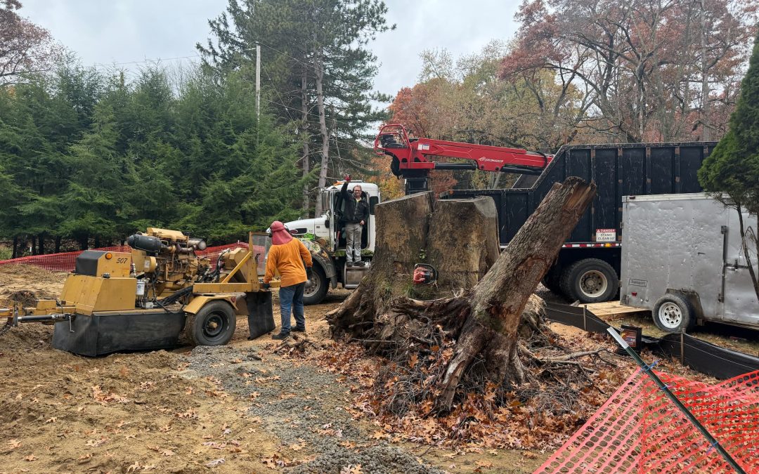 Tackling a 13,000-Pound Stump in Michigan: The Tree Removal No One Else Could Handle