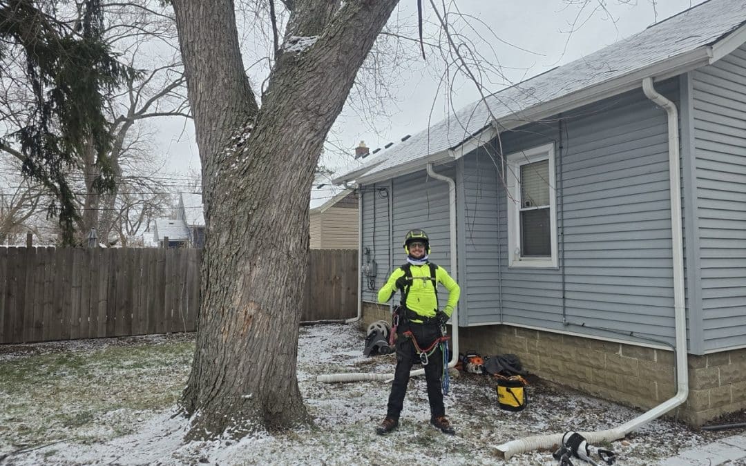 How Tree Service of Troy Helps Homeowners Spot Winter Tree Hazards Early