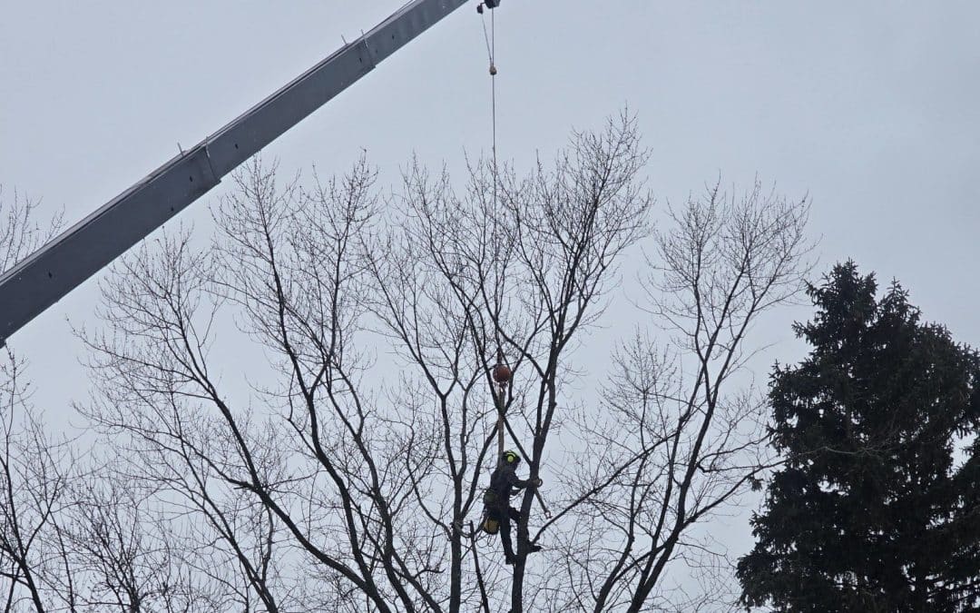 Southeast Michigan Trees Most Likely to Fail in Winter and How We Handle Them