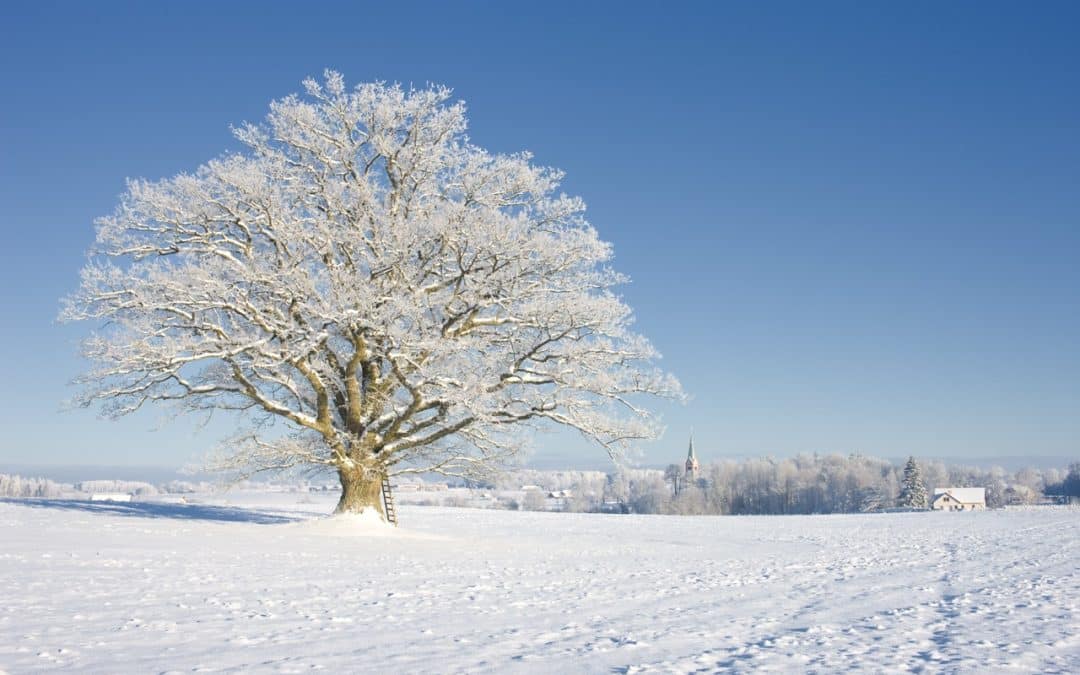 What Makes a Winter Tree Inspection Important in Oakland and Macomb County