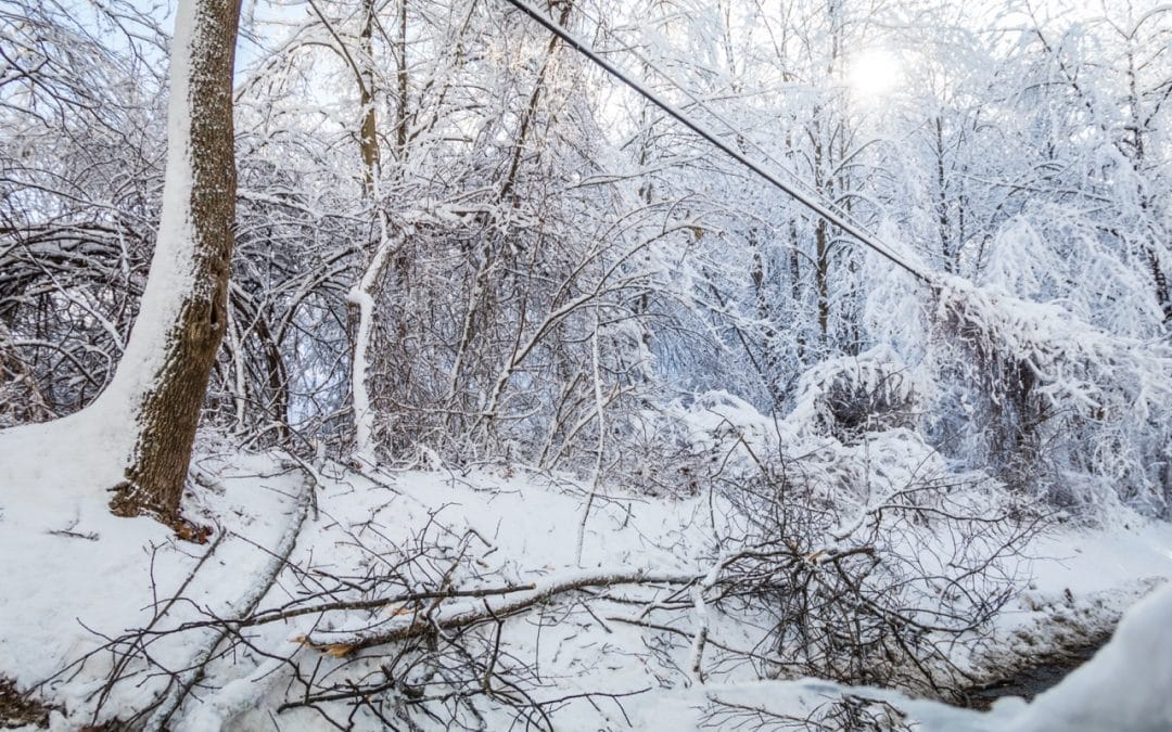 Winter Emergency Tree Removal in Troy