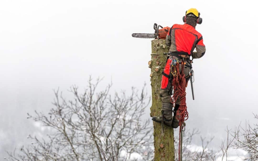 Why Frozen Ground Makes Winter the Perfect Time for Safe Removals