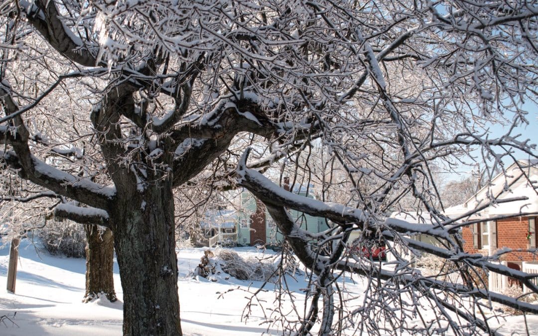 How Tree Service of Troy Approaches Hazardous Limb Removal in Winter