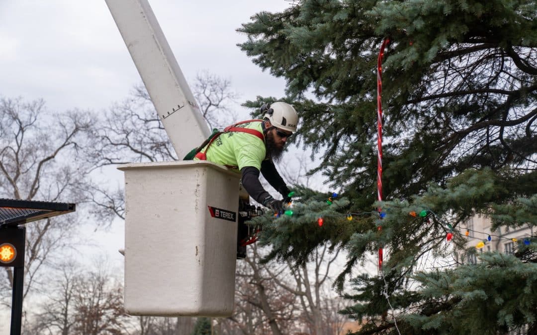 How Tree Service Professionals Make Holiday Light Setup Safer and Easier