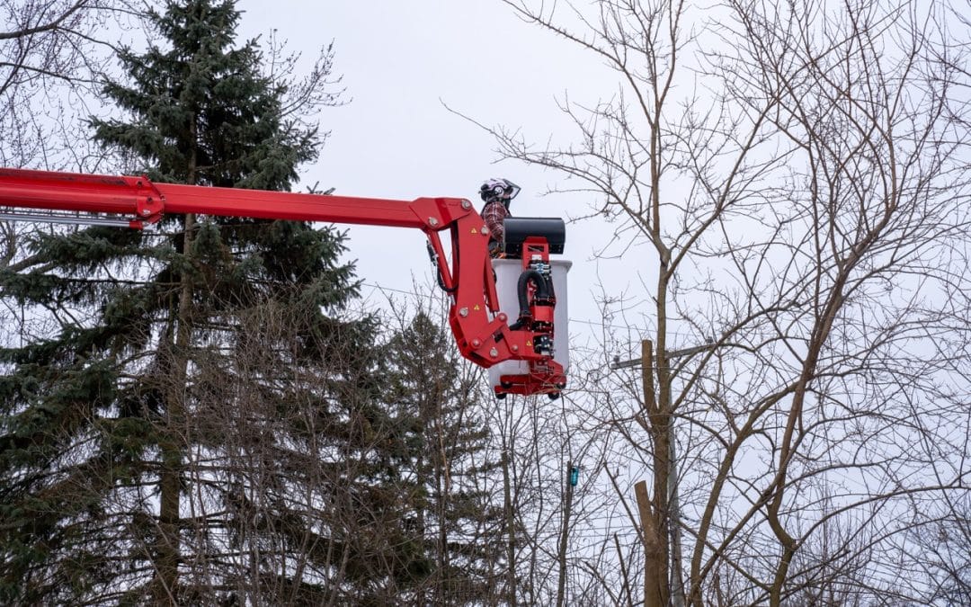 What Makes a Winter Tree Inspection Important in Oakland and Macomb County