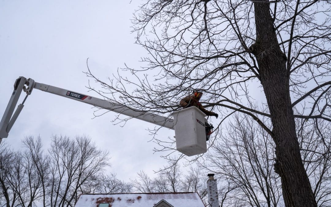 Why Our Crews Recommend Winter Tree Removal in Troy and Surrounding Areas