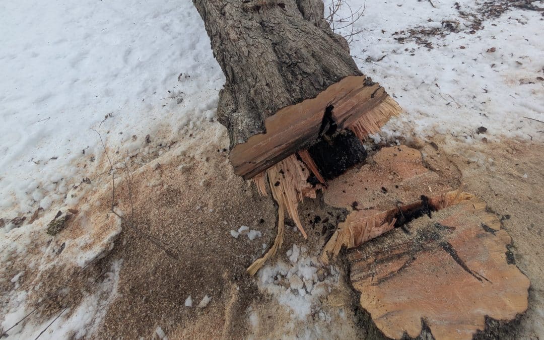 How We Identify Hidden Tree Damage Even When Snow Covers the Yard