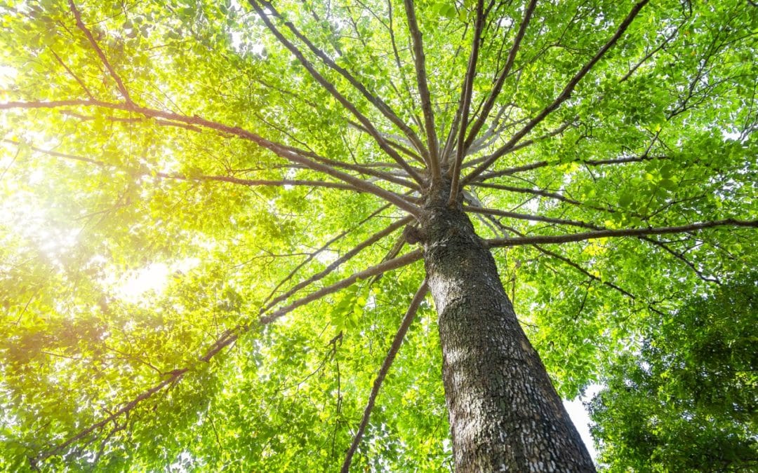 How Our Crews Evaluate a Tree That Looks Fine from the Ground