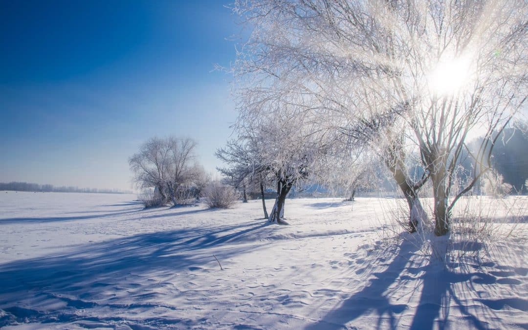 Why Troy’s Older Oaks and Maples Need Extra Attention in Winter