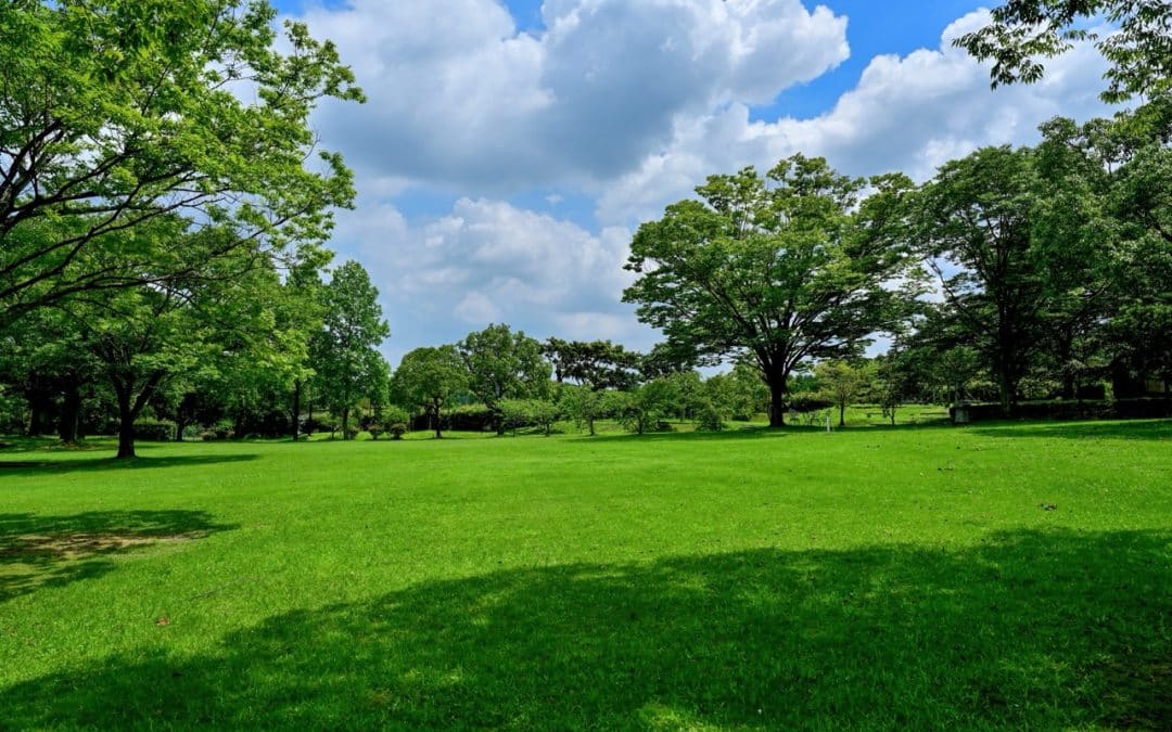 How Tree Service of Troy Minimizes Lawn Impact During Winter Work