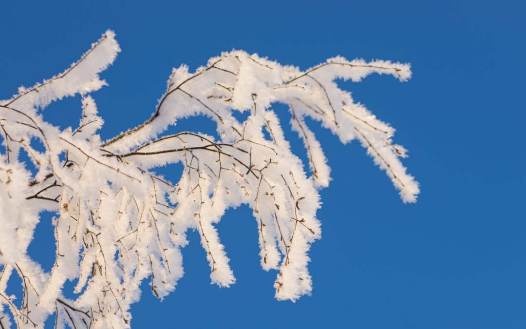 What Freezing Temperatures Do to Tree Bark and Branches