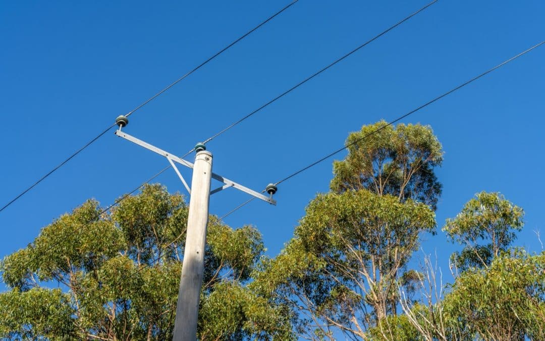 Who Is Responsible for Trees Around Power Lines?