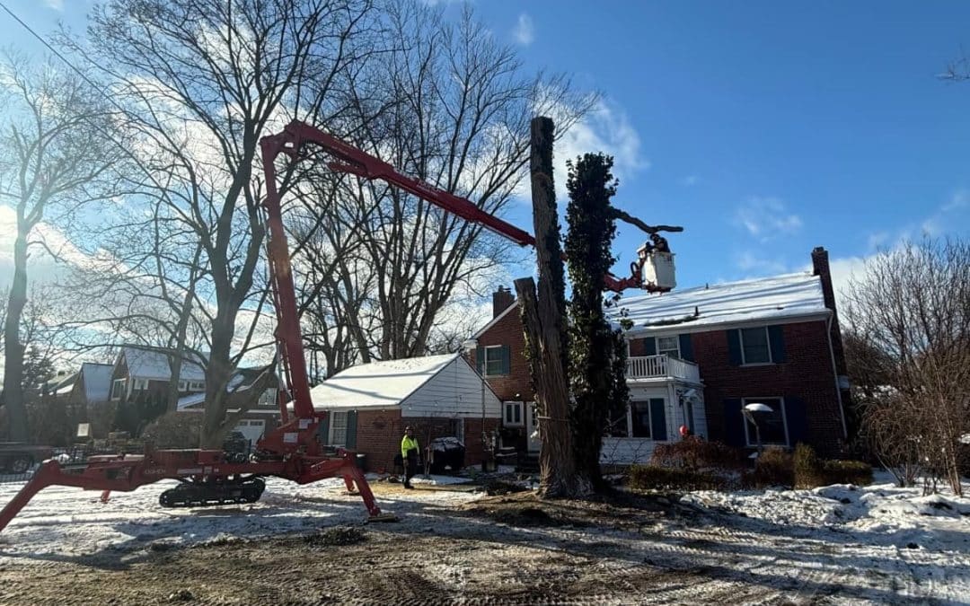 Why Homeowners Trust Tree Service of Troy for High Risk Winter Removals