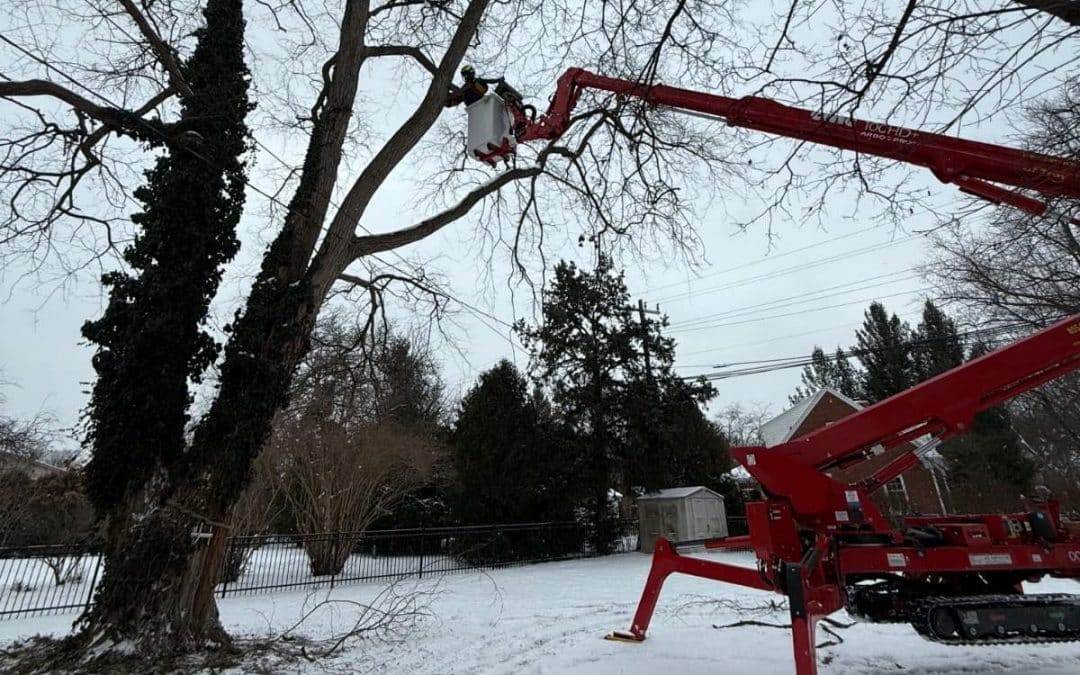 What Happens During a Winter Tree Removal from Start to Finish