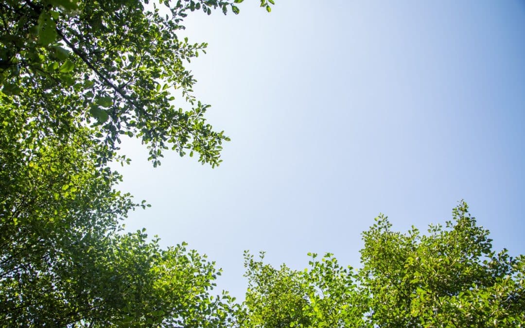 Start the Year Strong with Healthy Trees