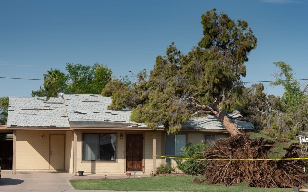 Can Overgrown Tree Branches Damage Your Roof in Southeast Michigan?
