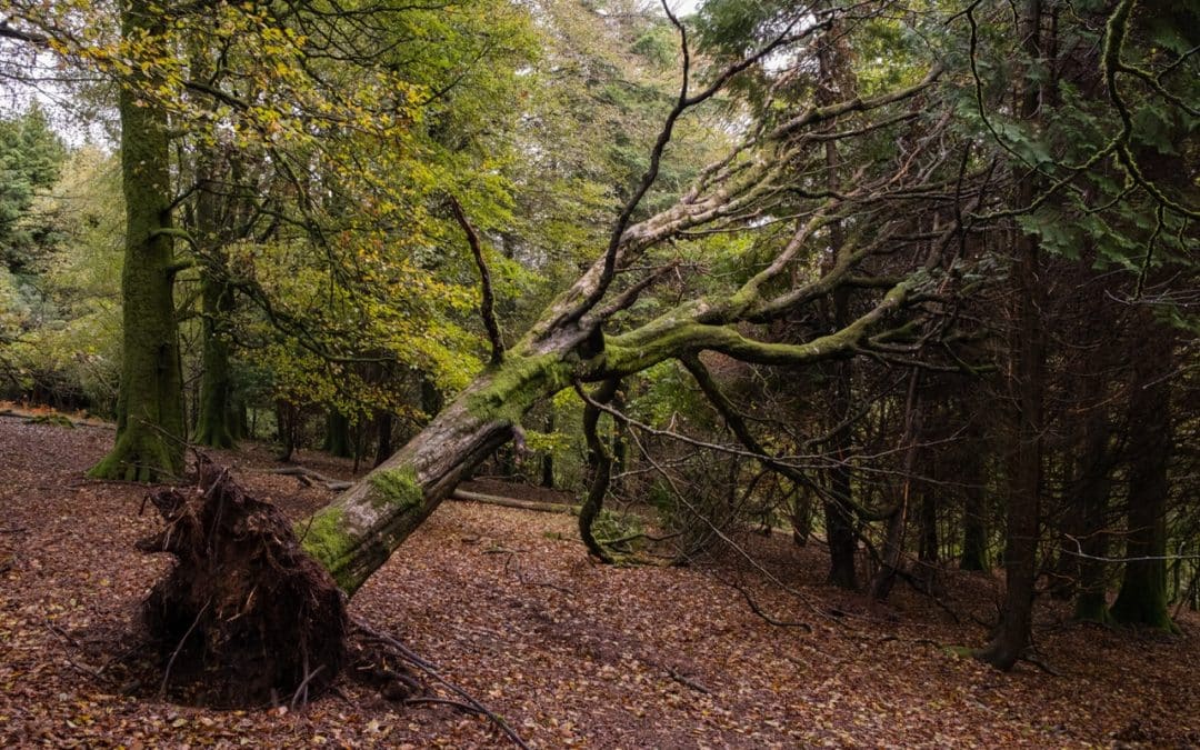 How Dangerous Dead Trees Can Become Over Time