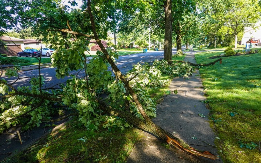 6 Springtime Tree Maintenance Tips