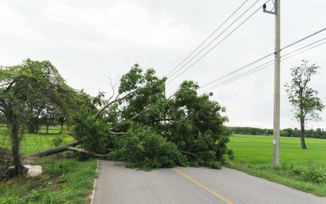 Who Is Responsible for Trees Around Power Lines?