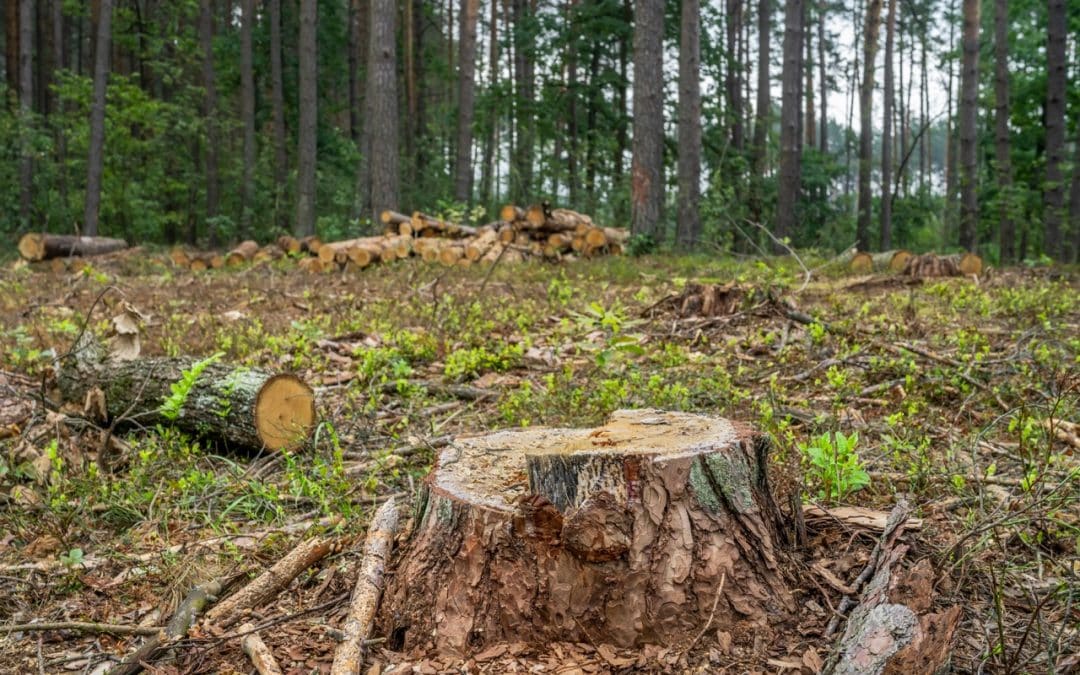 When Should You Remove a Tree Instead of Trimming It?