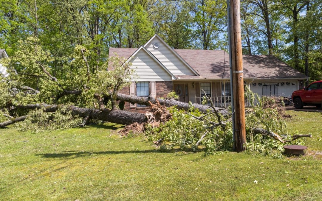 7 Warning Signs a Tree Could Fall After a Storm