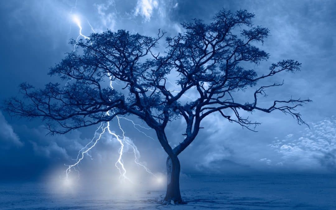 What to Do When Your Tree Is Struck by Lightning