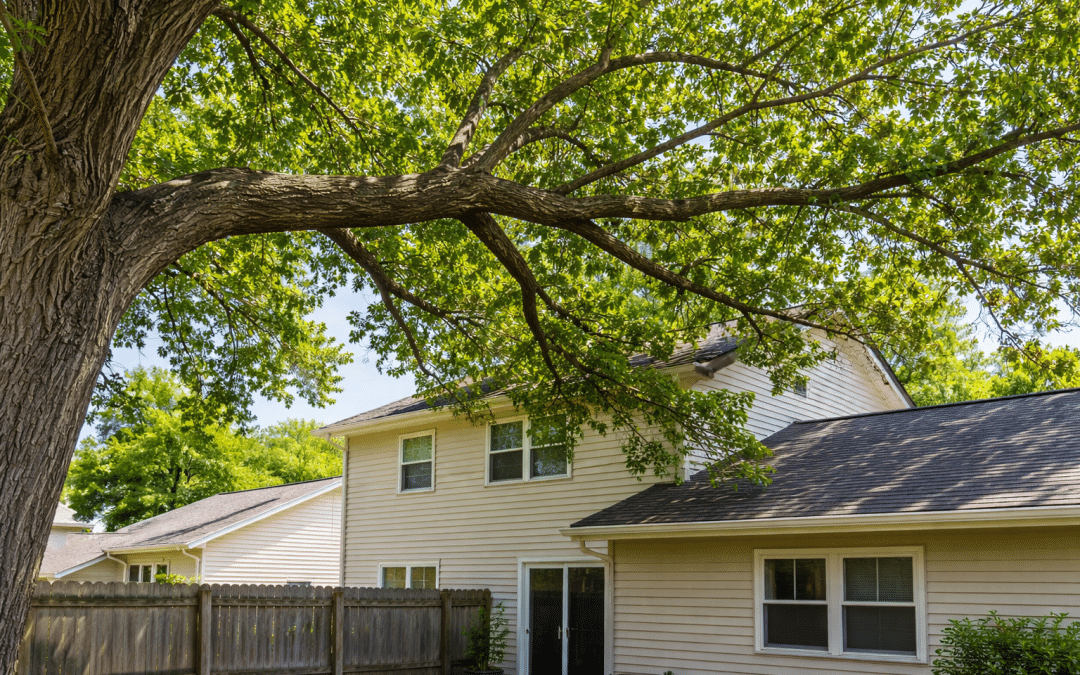 What to Do if a Neighbor’s Tree Is Hanging Over Your Property
