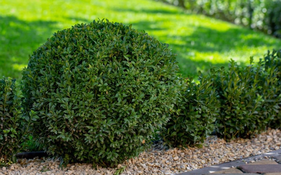 Signs Your Trees and Shrubs Are Getting Too Much Water
