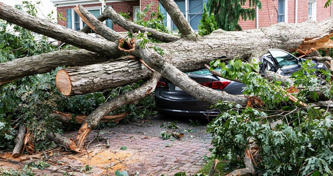 Storm-Damaged Tree Cleanup Tips for Troy Homeowners