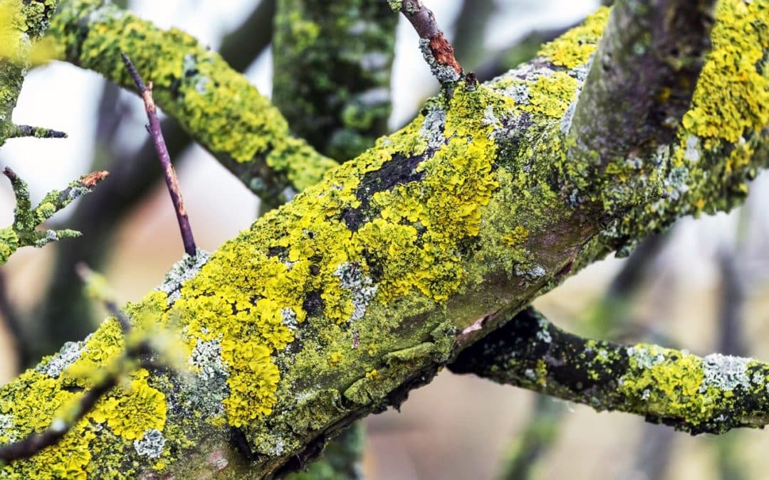 How to Identify Common Tree Diseases in Michigan