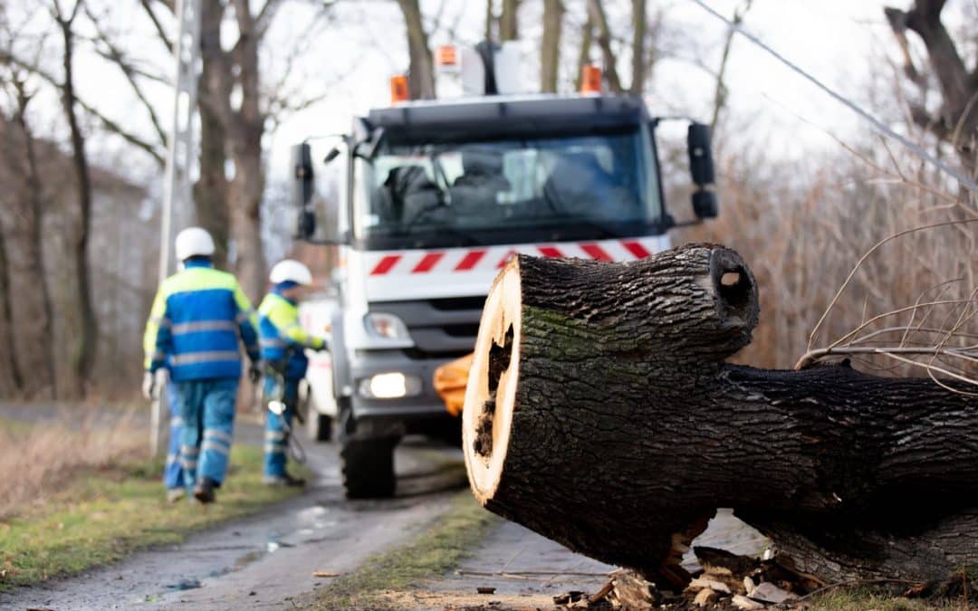 Common Tree Problems Homeowners Face in Southeast Michigan