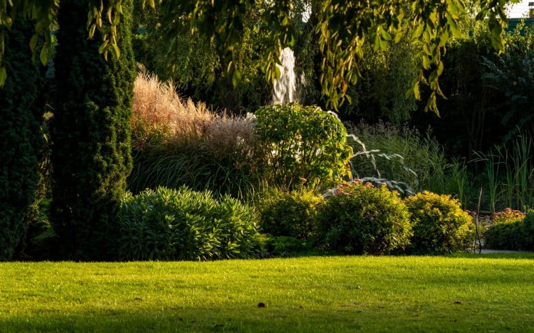How Overwatering Can Harm Trees and Shrubs