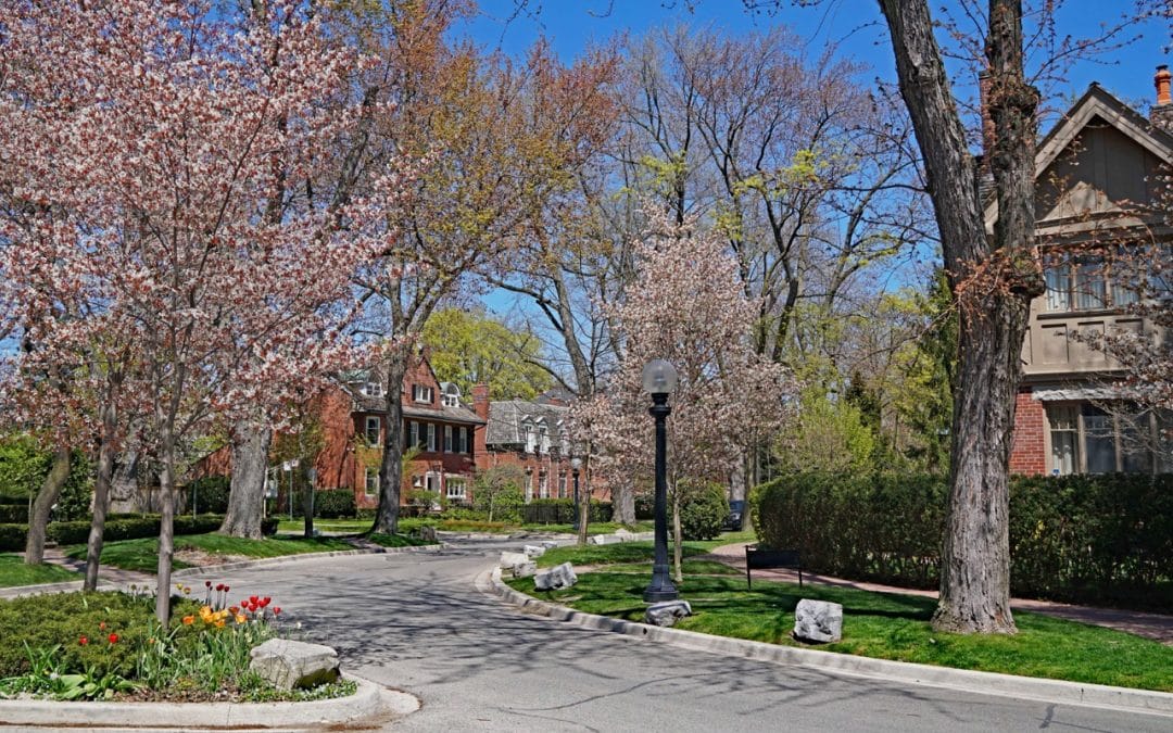 How to Improve the Health of Mature Trees