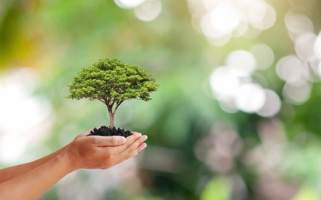 Best Time of Year for Tree Health Treatments