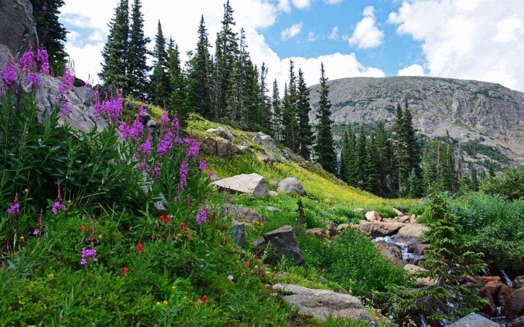 How to Spot Stress in Evergreens