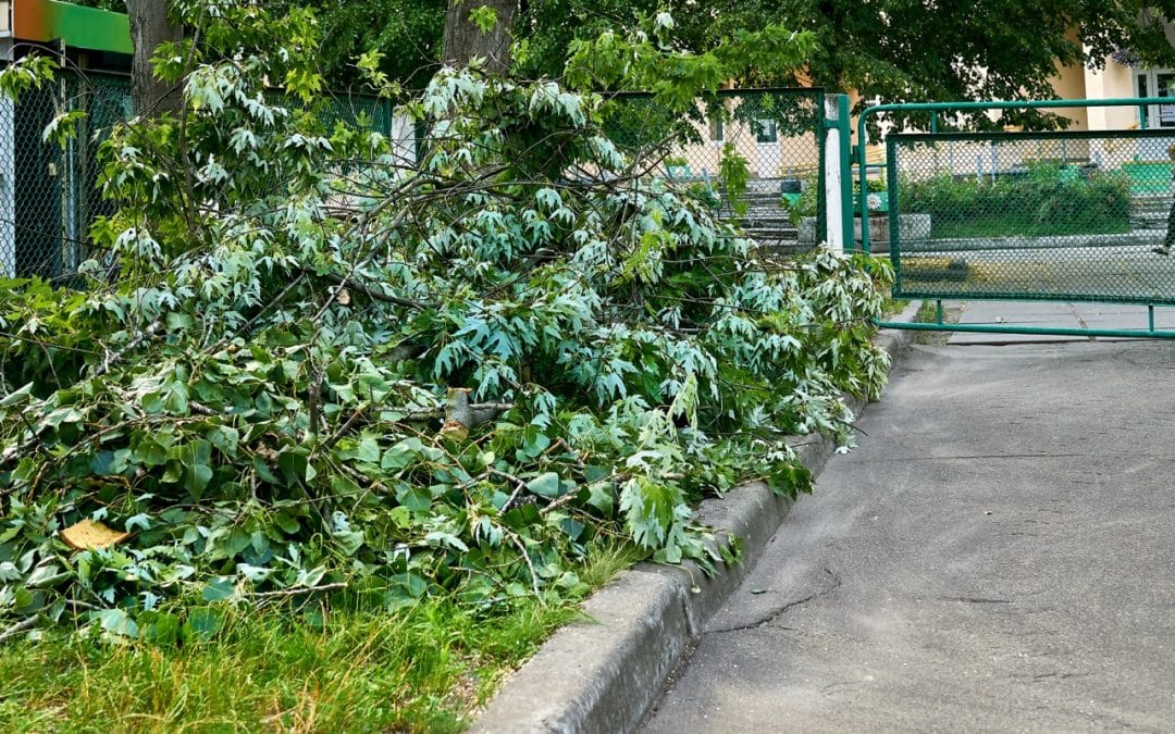 When to Remove a Tree in Oakland County