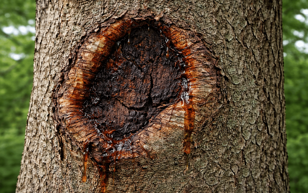 What Tree Cankers Are and Why They Matter