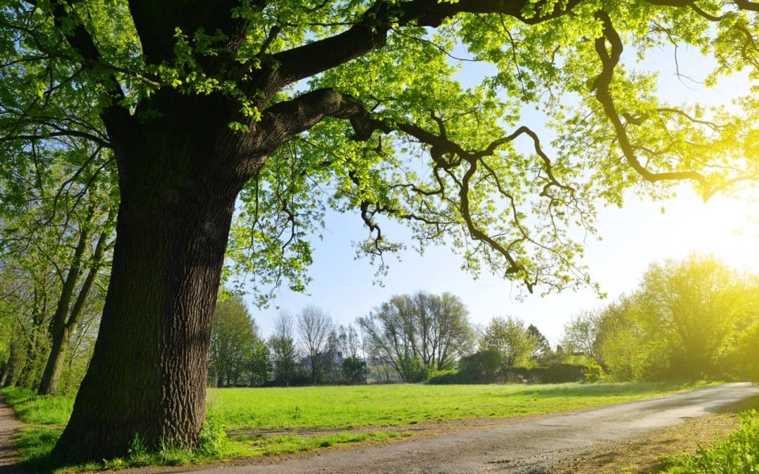 Tree Appraisals: Understanding the Value of Trees
