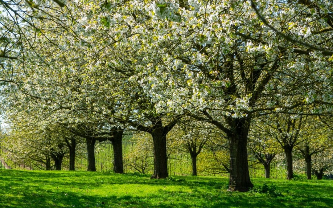 How To Care for Flowering Trees & Shrubs Year Round