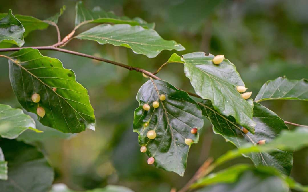 Tree Galls in Spring: What Homeowners Should Know