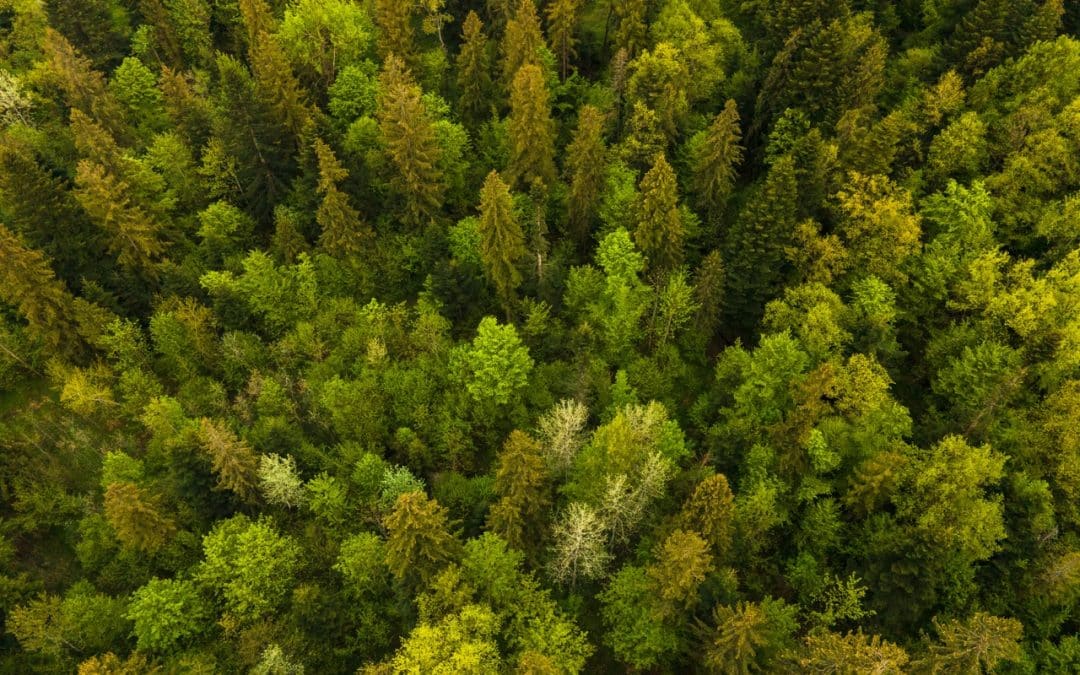 How Many Tree Species Are There in North America?