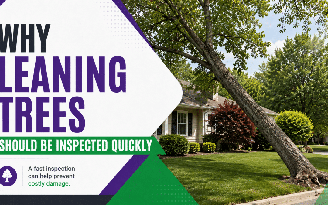 Why Leaning Trees Should Be Inspected Quickly