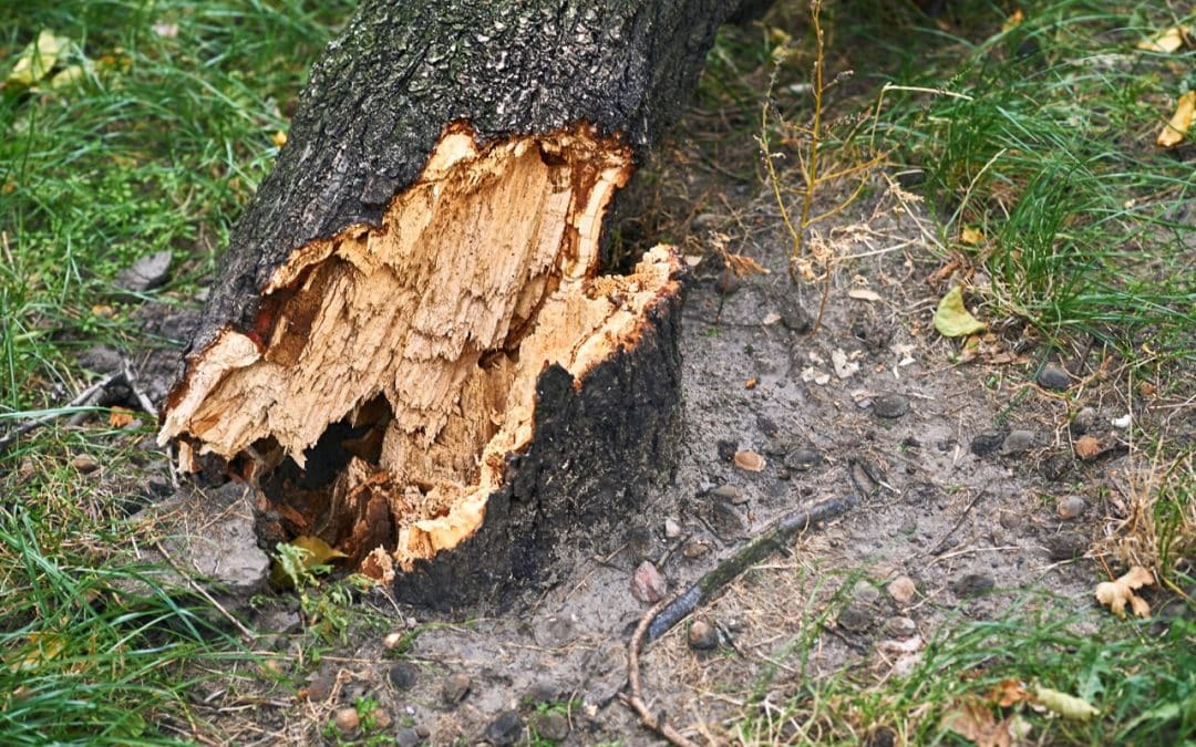 How to Spot Cracks, Cavities, and Other Tree Warning Signs