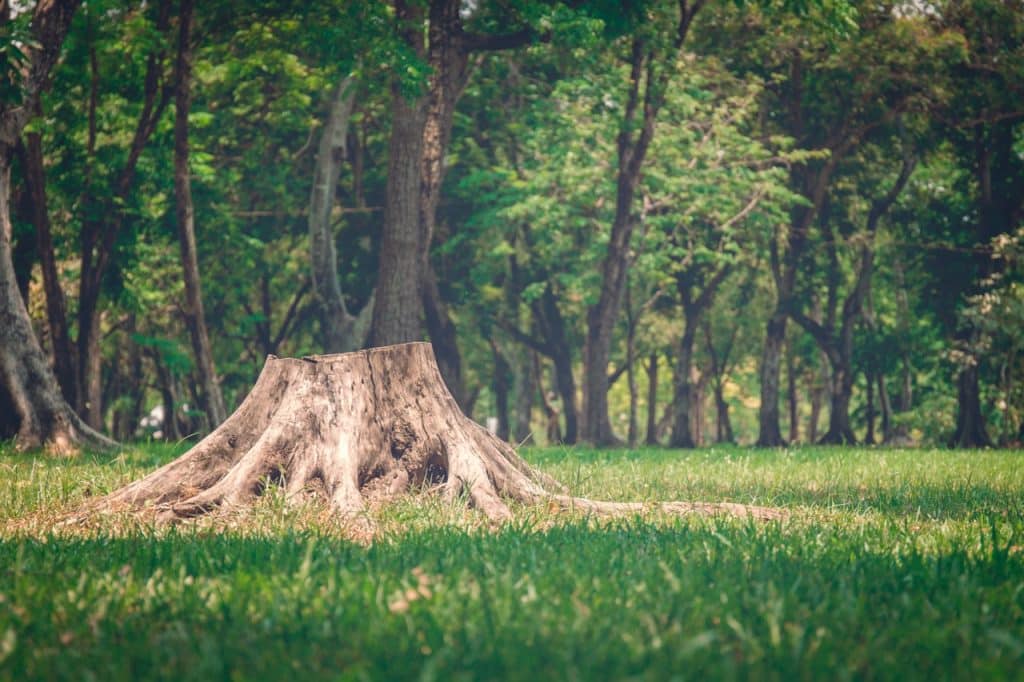 tree stump removal with Tree Service of Troy