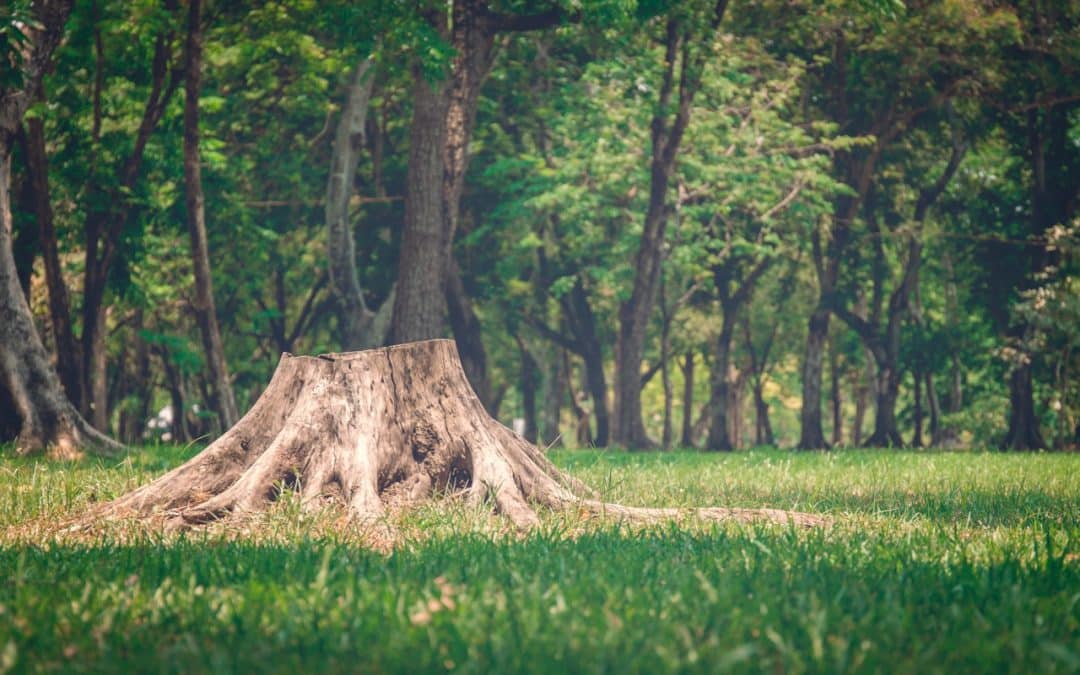 When Should You Remove a Tree Stump From Your Yard?