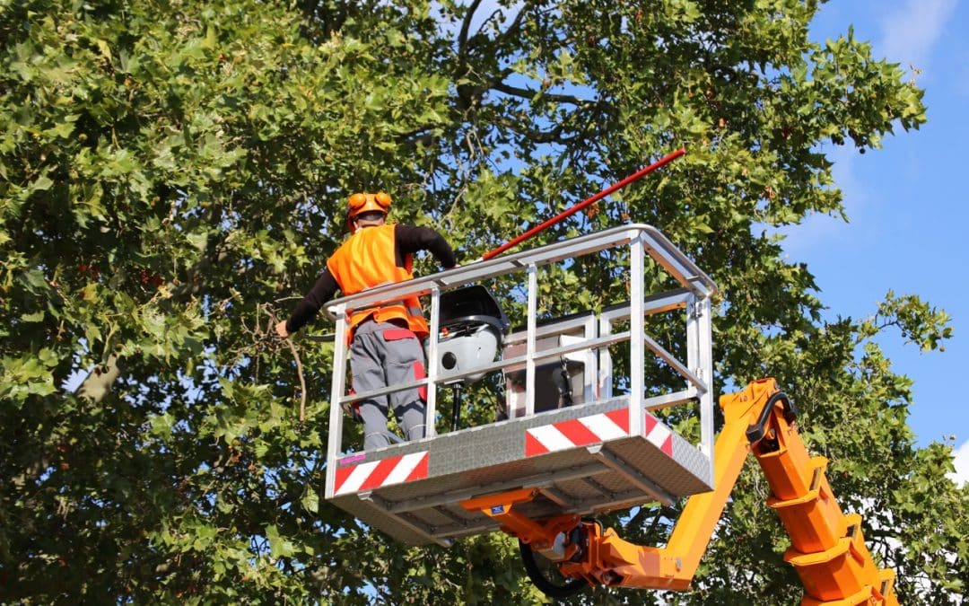 Crane-Assisted Tree Removal: When Is It Necessary?