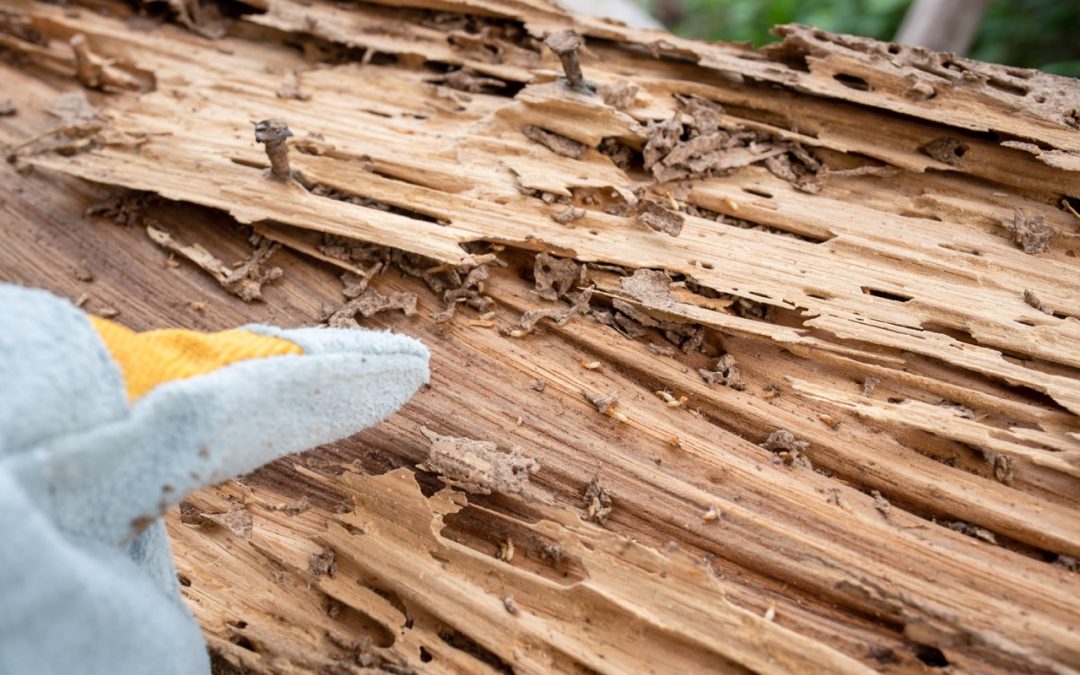Signs Your Tree Has Internal Decay or Trunk Damage