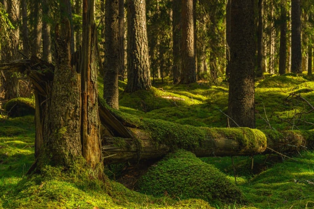 A moss-covered fallen tree trunk on a misty forest floor, illustrating the natural lifecycle and eventual declining tree signs of mature timber.