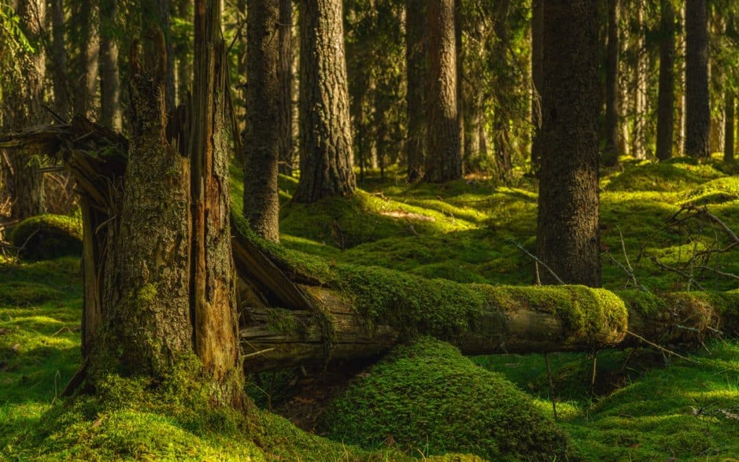 How to Identify Trees Reaching the End of Their Healthy Lifespan